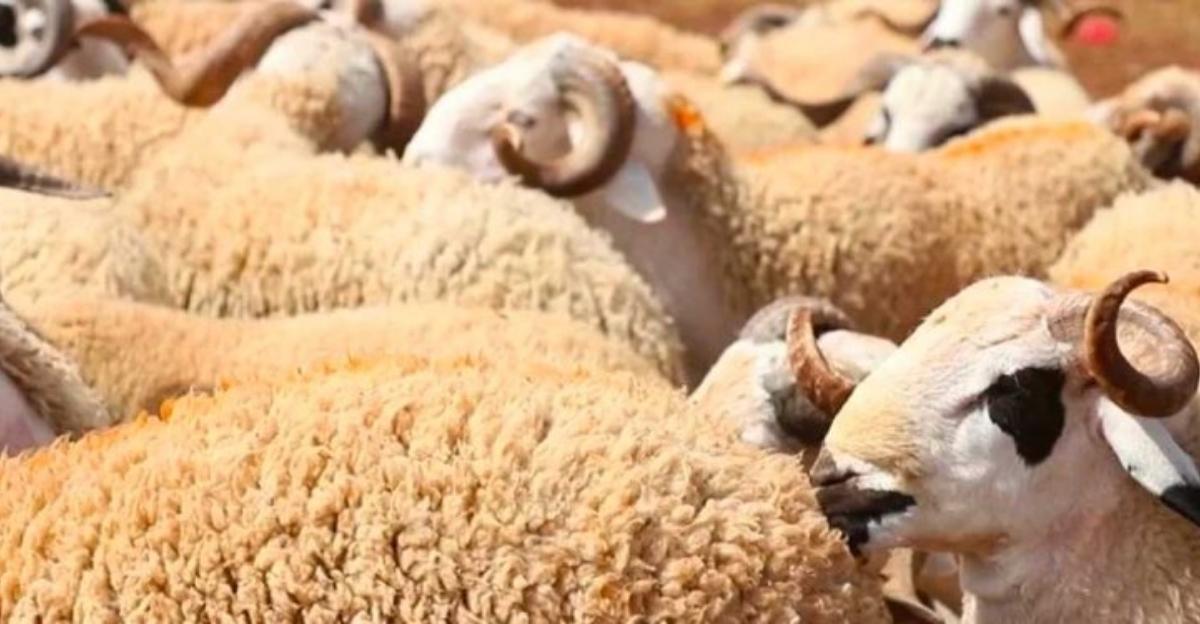[ÉTUDE] Annulation de l'Aïd Al-Adha : les entreprises marocaines maintiennent leurs avantages pour préserver la motivation des collaborateurs l DRH.ma